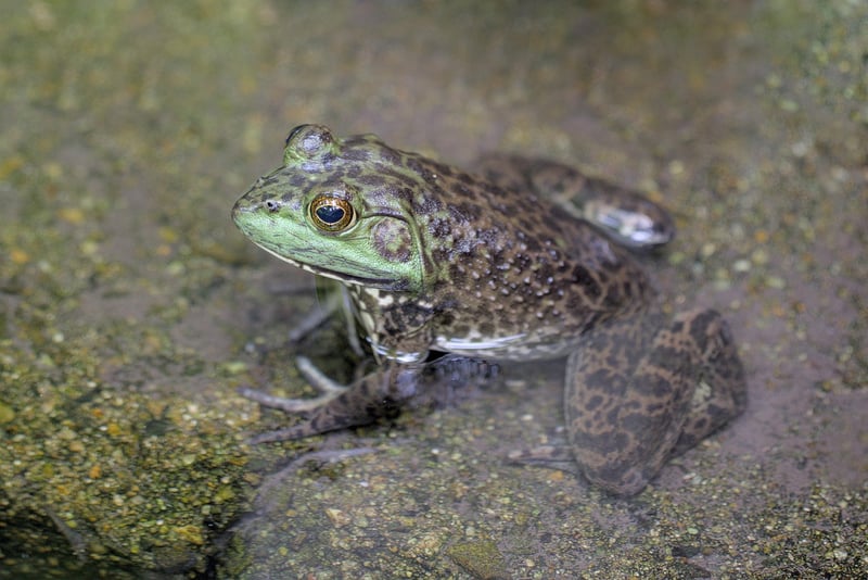 Enchanted Frog