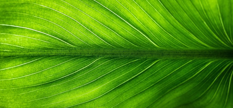 Lush Greenery
